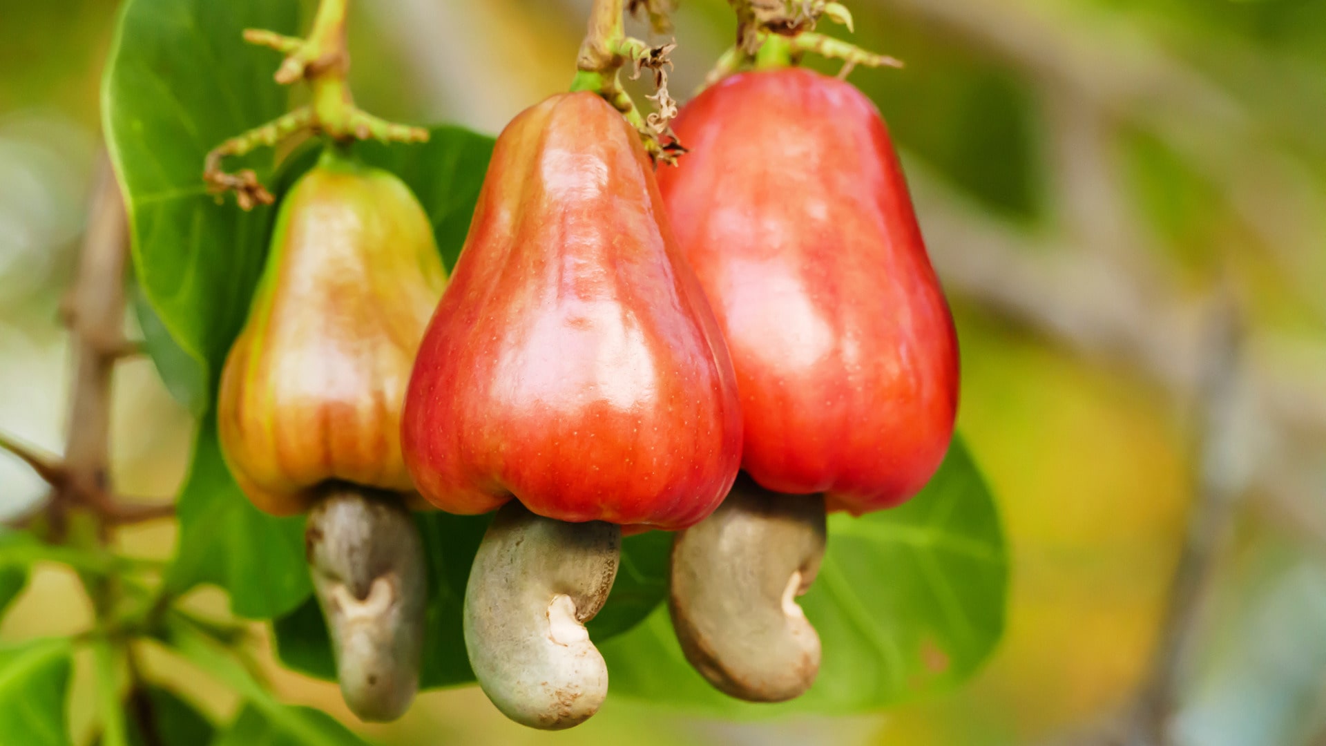 Cashew Kernels